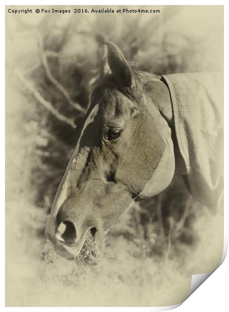 Racehorse in the stables Print by Derrick Fox Lomax