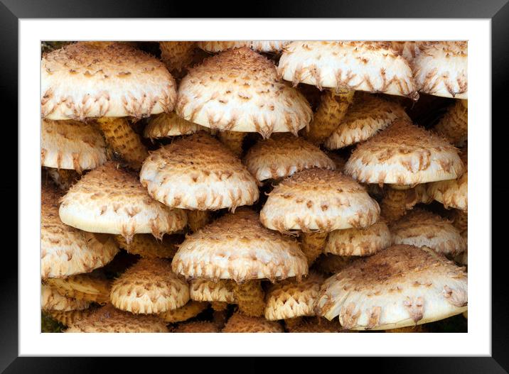 Shaggy Scalycap, Pholiota squarrosa Framed Mounted Print by Leighton Collins