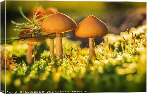 orange mushrooms 2 Canvas Print by Silvio Schoisswohl