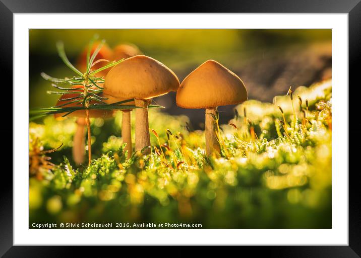 orange mushrooms 2 Framed Mounted Print by Silvio Schoisswohl