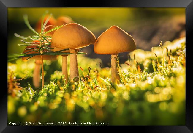 orange mushrooms 2 Framed Print by Silvio Schoisswohl