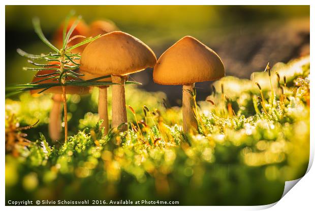 orange mushrooms 2 Print by Silvio Schoisswohl