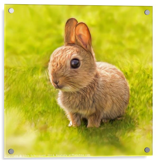 baby rabbit Acrylic by Silvio Schoisswohl
