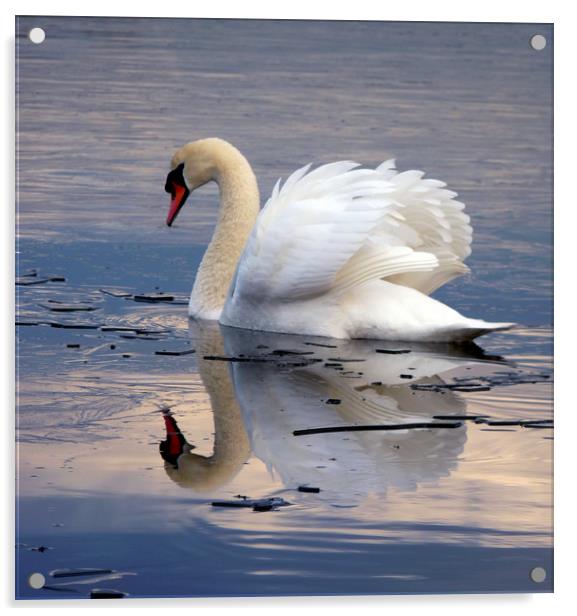 Swan On Frozen water Acrylic by Darren Burroughs