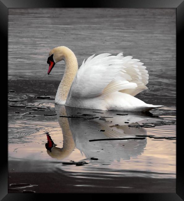 Swan On Frozen water Framed Print by Darren Burroughs