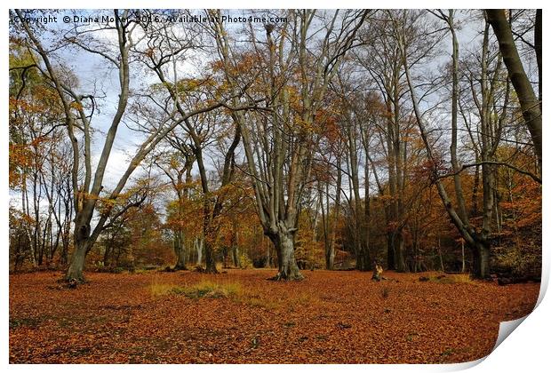 Epping Forest Print by Diana Mower