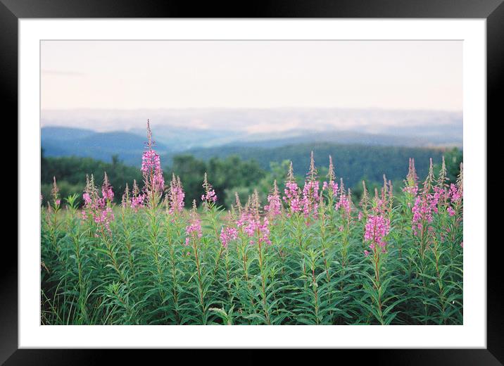 Mountain Flowers Framed Mounted Print by Anton Popov