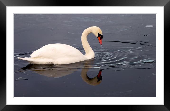 Swan On Frozen water Framed Mounted Print by Darren Burroughs