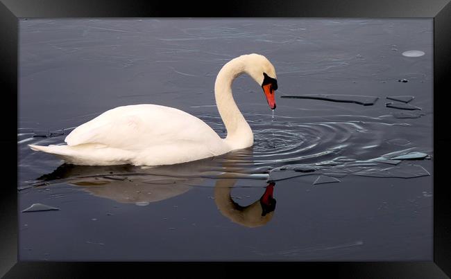 Swan On Frozen water Framed Print by Darren Burroughs
