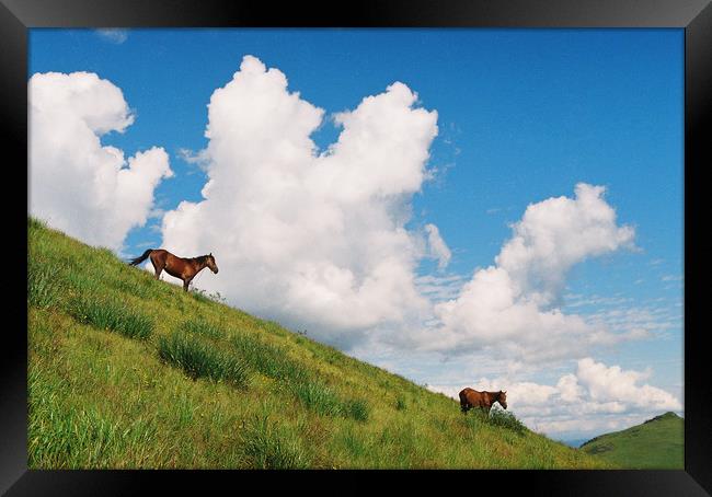 Horses Framed Print by Anton Popov