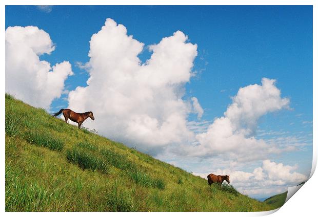 Horses Print by Anton Popov