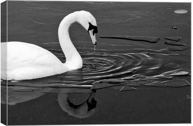 Swan On Frozen water Canvas Print by Darren Burroughs