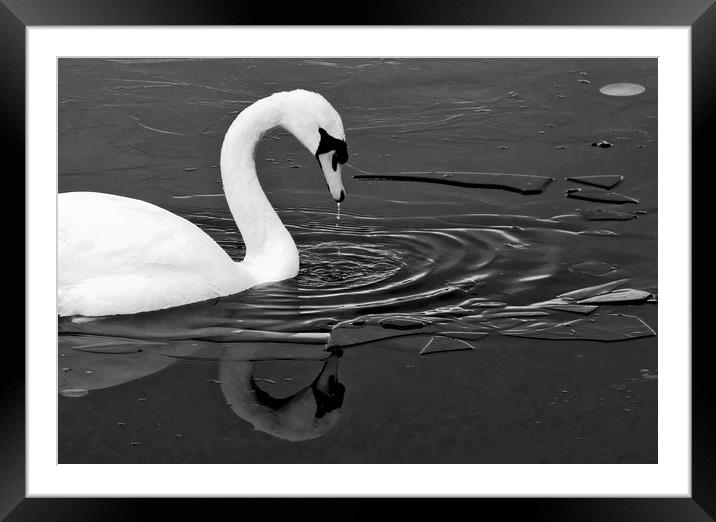 Swan On Frozen water Framed Mounted Print by Darren Burroughs