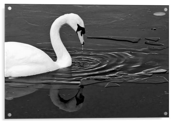 Swan On Frozen water Acrylic by Darren Burroughs