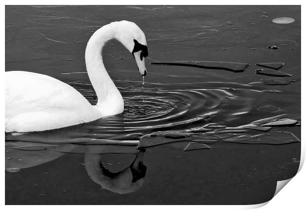 Swan On Frozen water Print by Darren Burroughs
