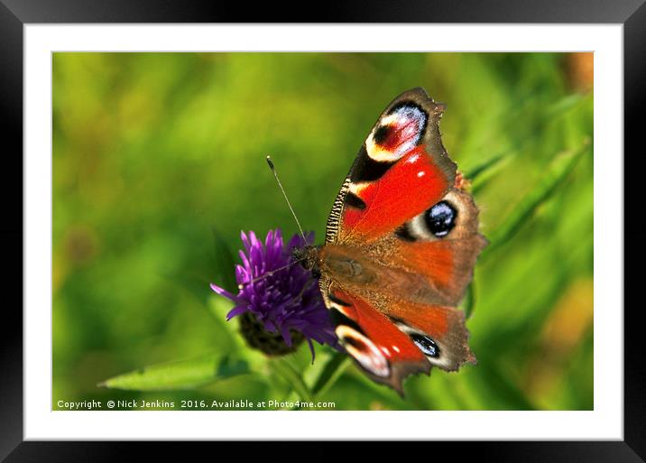 Peacock Butterfly Up Close Framed Mounted Print by Nick Jenkins