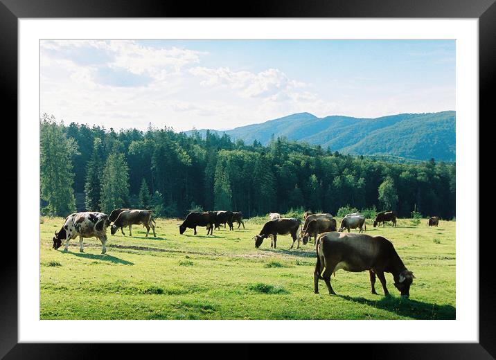 Cows on the meadow Framed Mounted Print by Anton Popov