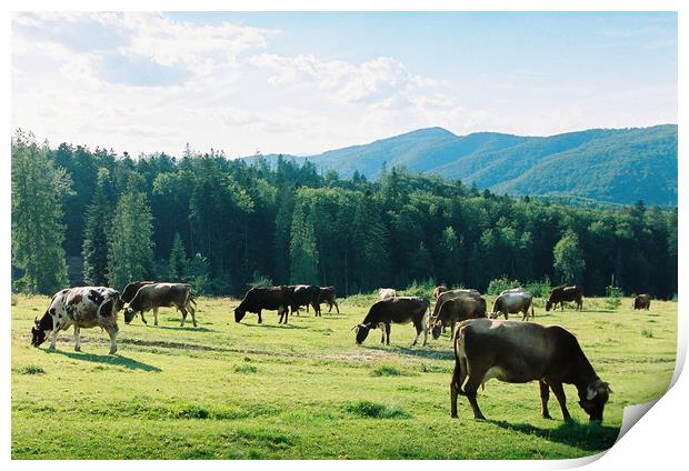 Cows on the meadow Print by Anton Popov