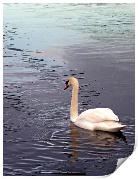 Swan On Frozen water Print by Darren Burroughs