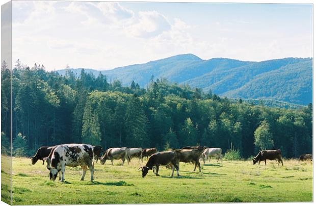 Cows 2 Canvas Print by Anton Popov