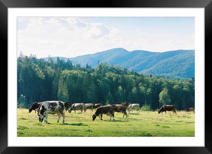 Cows 2 Framed Mounted Print by Anton Popov