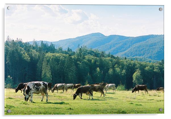 Cows 2 Acrylic by Anton Popov