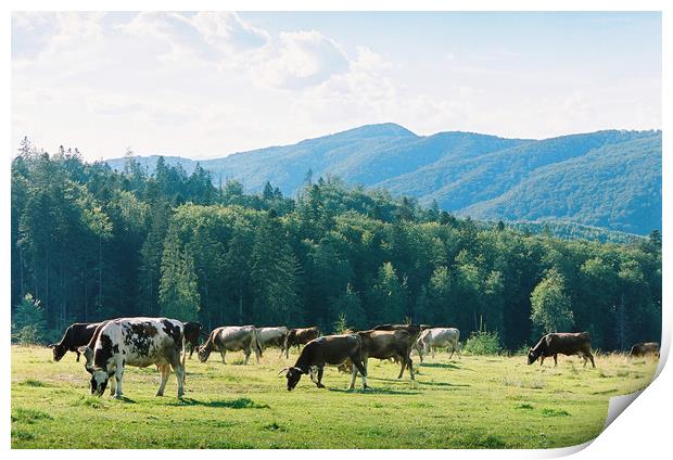 Cows 2 Print by Anton Popov