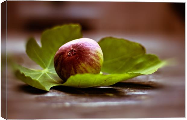 Fig on sheet Canvas Print by Dagmar Giers