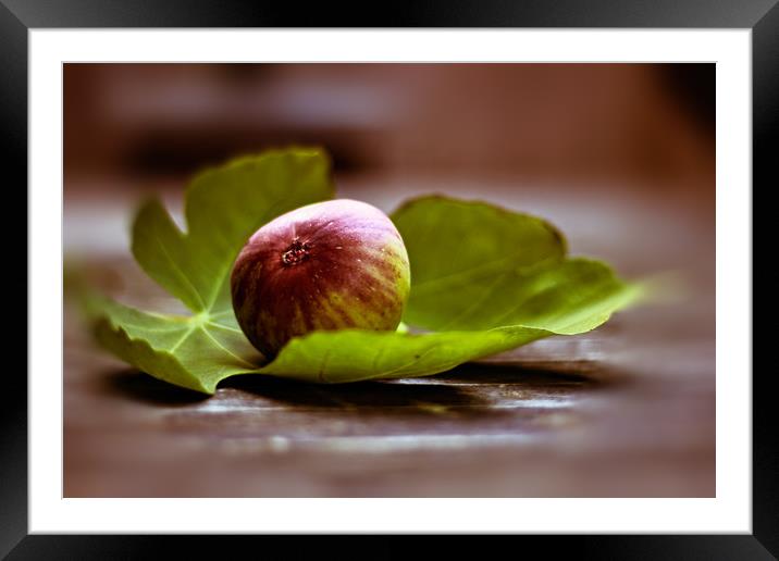 Fig on sheet Framed Mounted Print by Dagmar Giers