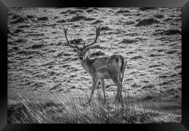 Fallow Deer Stag Framed Print by Paul Wheeler