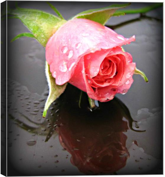 raindrops on roses Canvas Print by sue davies