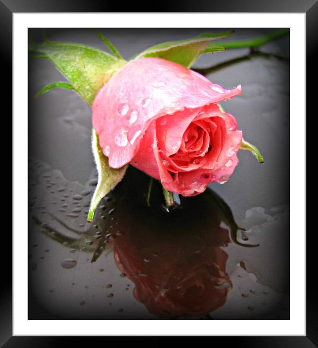 raindrops on roses Framed Mounted Print by sue davies
