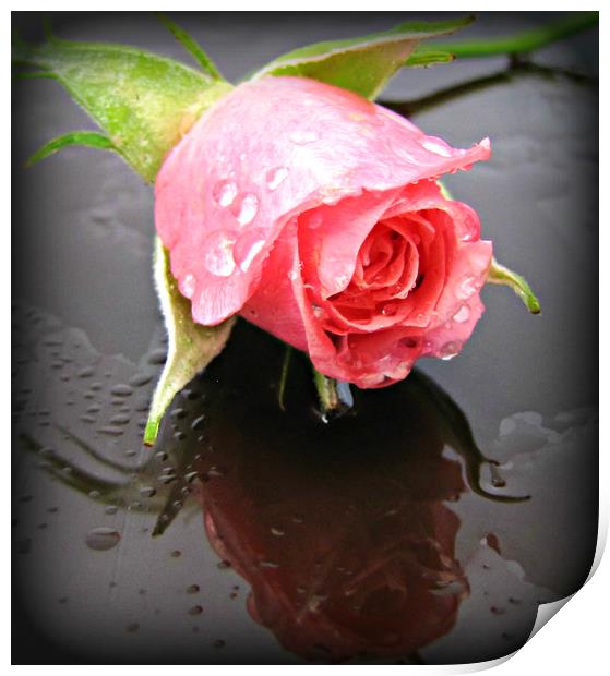 raindrops on roses Print by sue davies