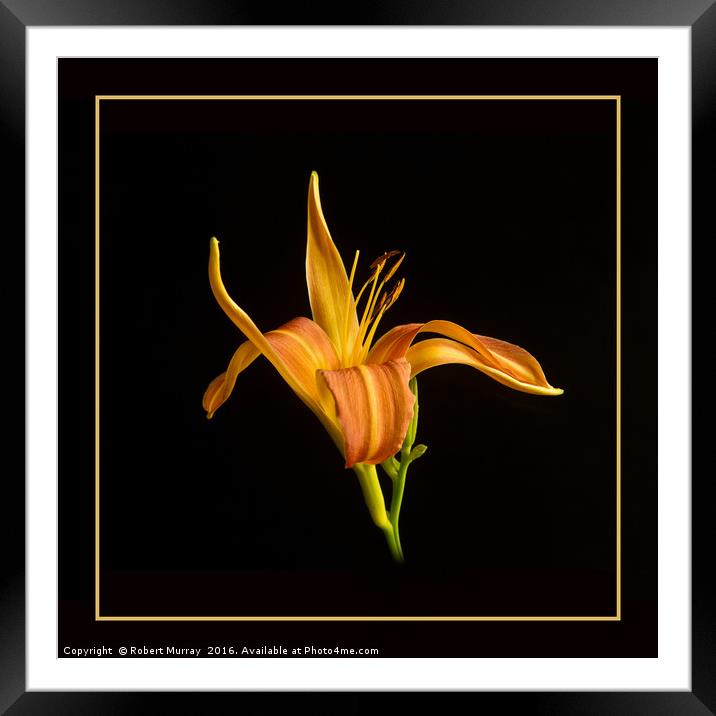 Gilded Lily Framed Mounted Print by Robert Murray