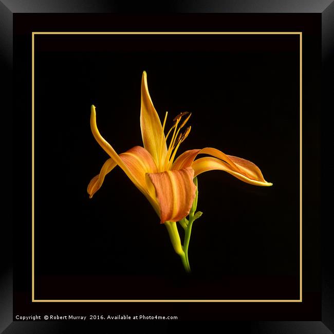 Gilded Lily Framed Print by Robert Murray