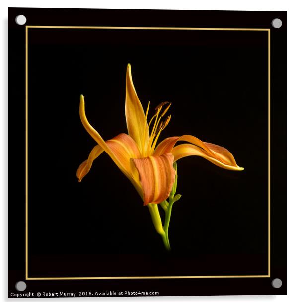 Gilded Lily Acrylic by Robert Murray