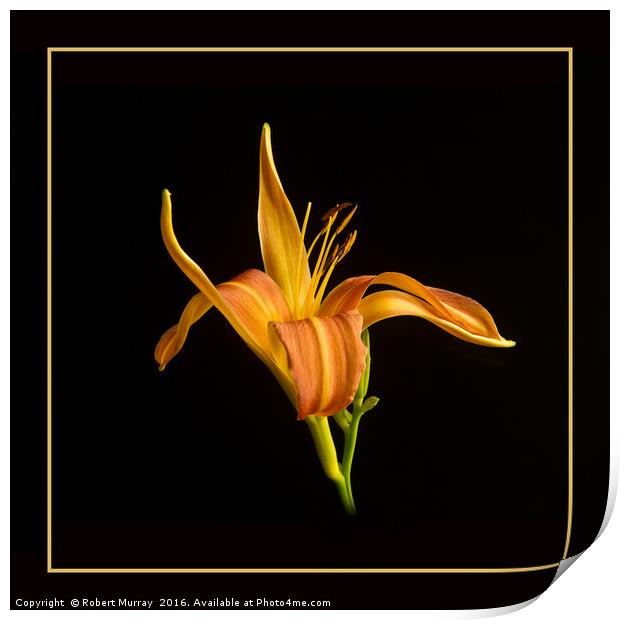 Gilded Lily Print by Robert Murray