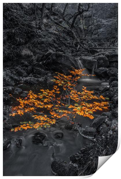 Autumn in Padley Gorge  Print by Paul Andrews