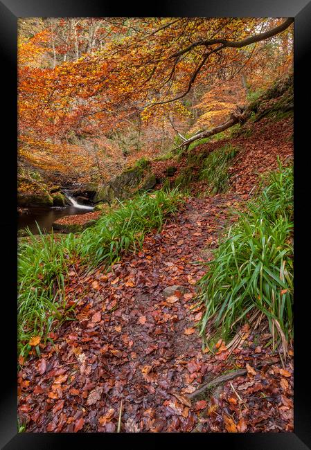 Autumn in Padley Gorge  Framed Print by Paul Andrews