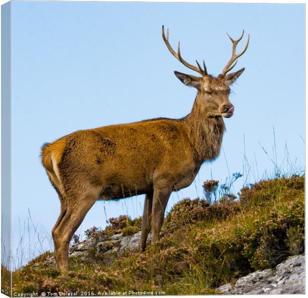 Relaxed Highland Stag  Canvas Print by Tom Dolezal