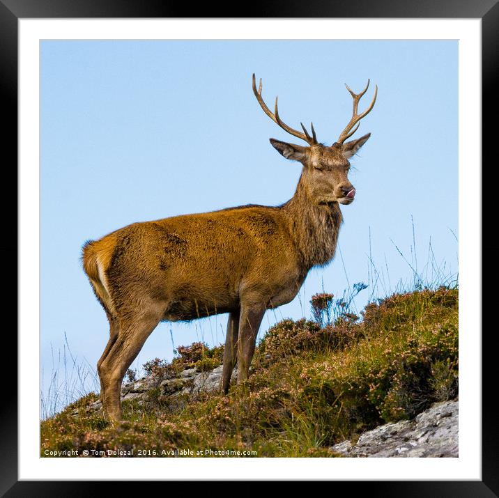 Relaxed Highland Stag  Framed Mounted Print by Tom Dolezal
