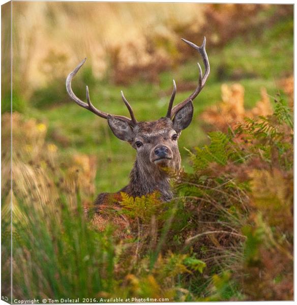 Hiding Highland Stag Canvas Print by Tom Dolezal