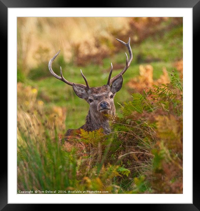 Hiding Highland Stag Framed Mounted Print by Tom Dolezal
