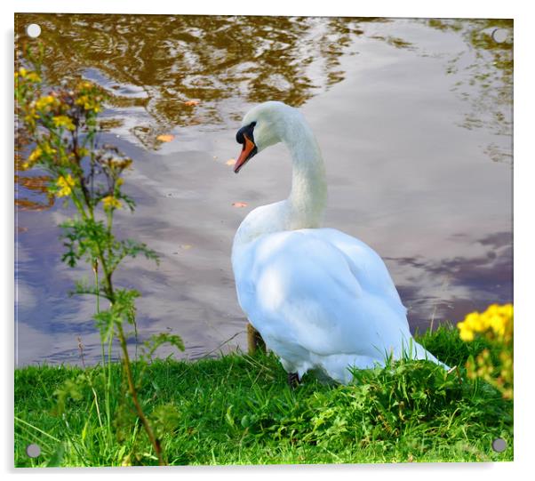swan lake  Acrylic by sue davies