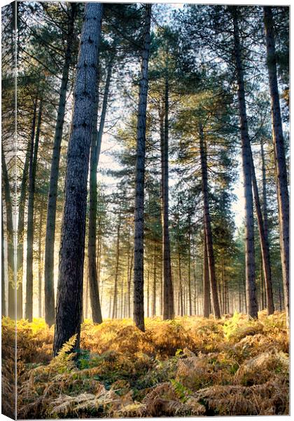 Sunshine in the Woods Canvas Print by Alan Simpson