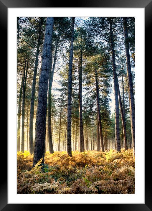Sunshine in the Woods Framed Mounted Print by Alan Simpson