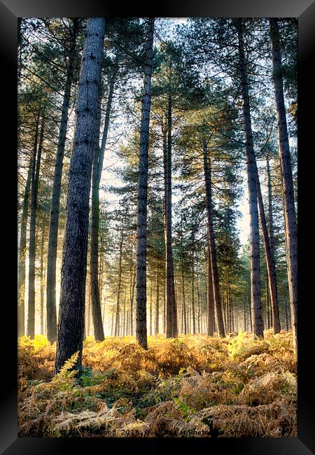 Sunshine in the Woods Framed Print by Alan Simpson