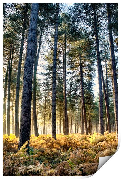 Sunshine in the Woods Print by Alan Simpson
