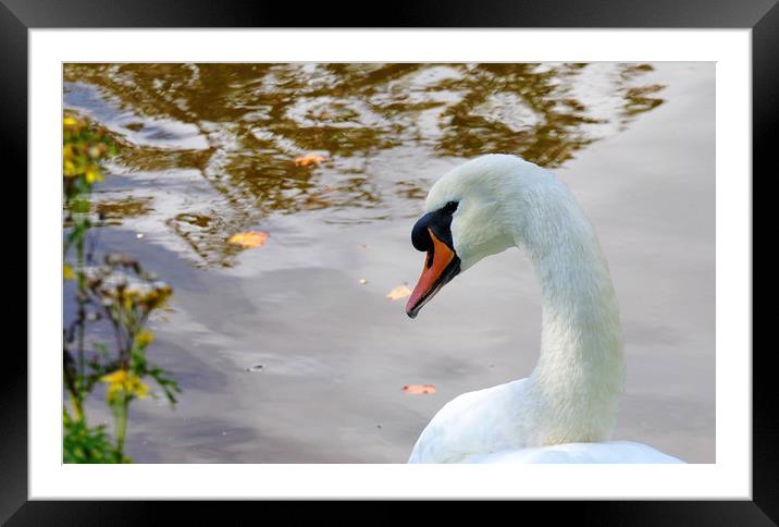 look at me Framed Mounted Print by sue davies