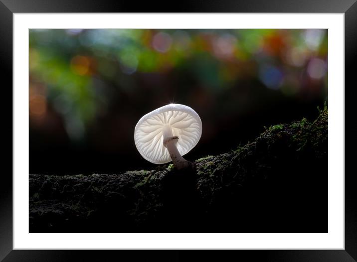 Porcelain fungus Oudemansiella mucida. Framed Mounted Print by Leighton Collins